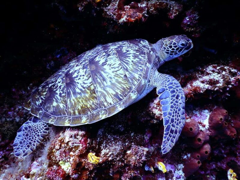 Mirissa: Night Snorkeling with Sea Turtles & Coral Reefs - Comfort & After-Snorkeling Relaxation