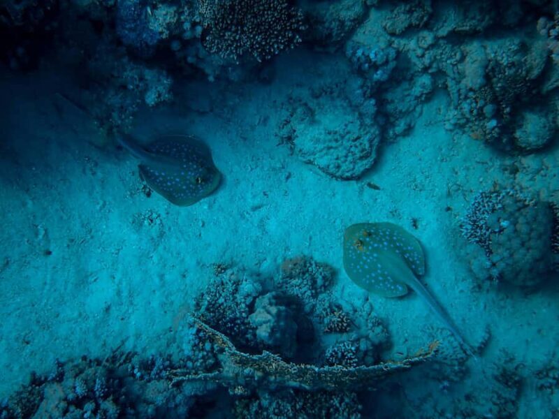 Mirissa: Night Snorkeling with Sea Turtles & Coral Reefs - Who Will Love This Tour?