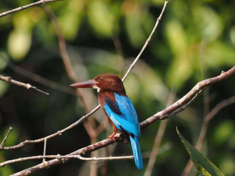 mirissa-nilwala-river-bird-watching-and-crocodile-tour