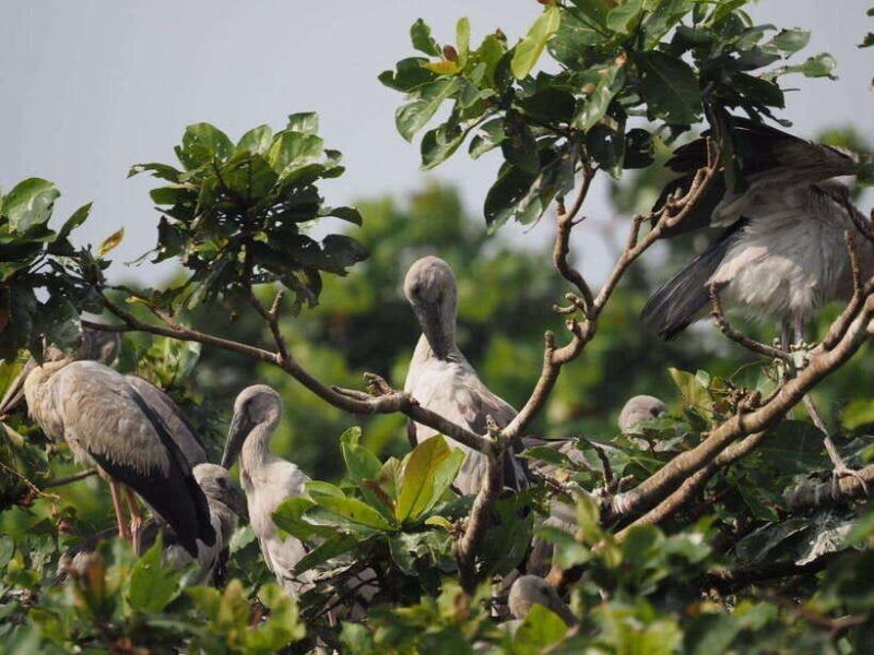 mirissa-nilwala-river-bird-watching-and-crocodile-tour