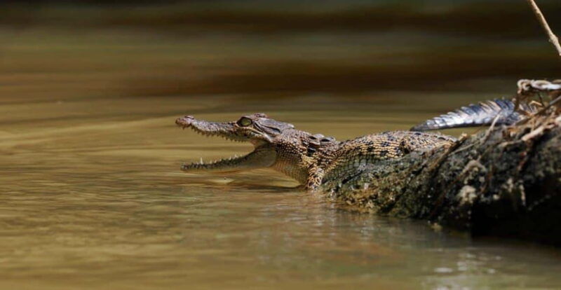 mirissa-nilwala-river-bird-watching-and-crocodile-tour