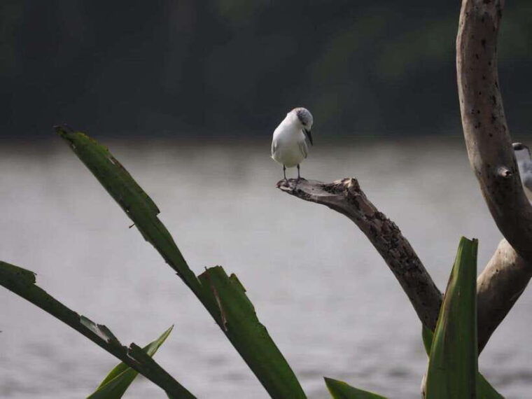 mirissa-nilwala-river-bird-watching-and-crocodile-tour