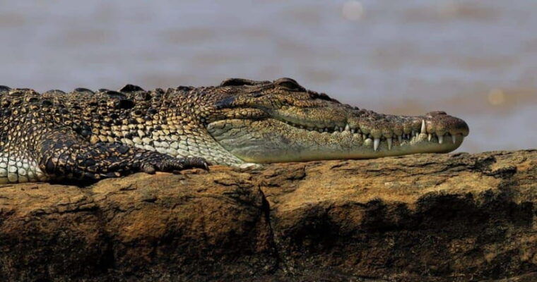 mirissa-nilwala-river-bird-watching-and-crocodile-tour