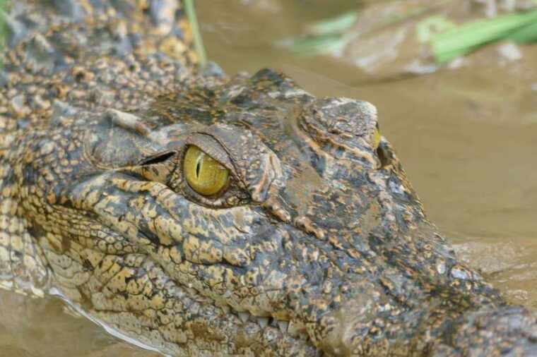 mirissa-nilwala-river-bird-watching-and-crocodile-tour