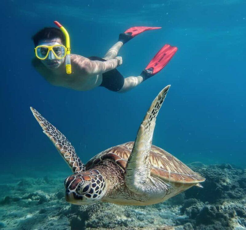 Mirissa: Ocean Magic Snorkeling with Turtles - Limitations and Considerations