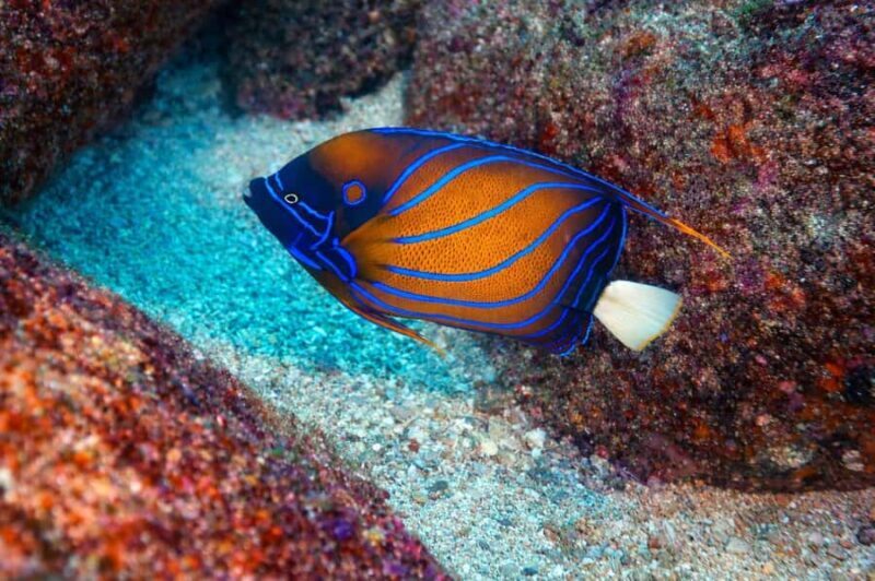 Mirissa : Reef Snorkelling with Wild Sea Turtles - Key Points