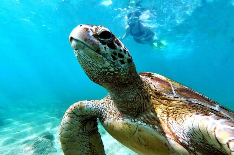 Mirissa : Reef Snorkelling with Wild Sea Turtles - The Experience in Detail