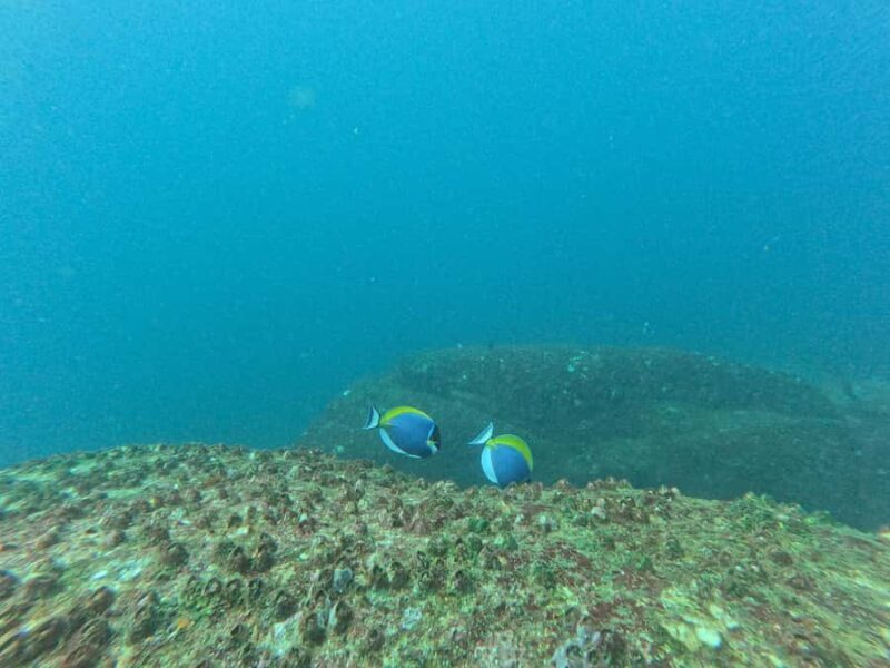 Mirissa: Scuba Diving Experience & Refreshments for Beginner - The Practicalities: What You Need to Know