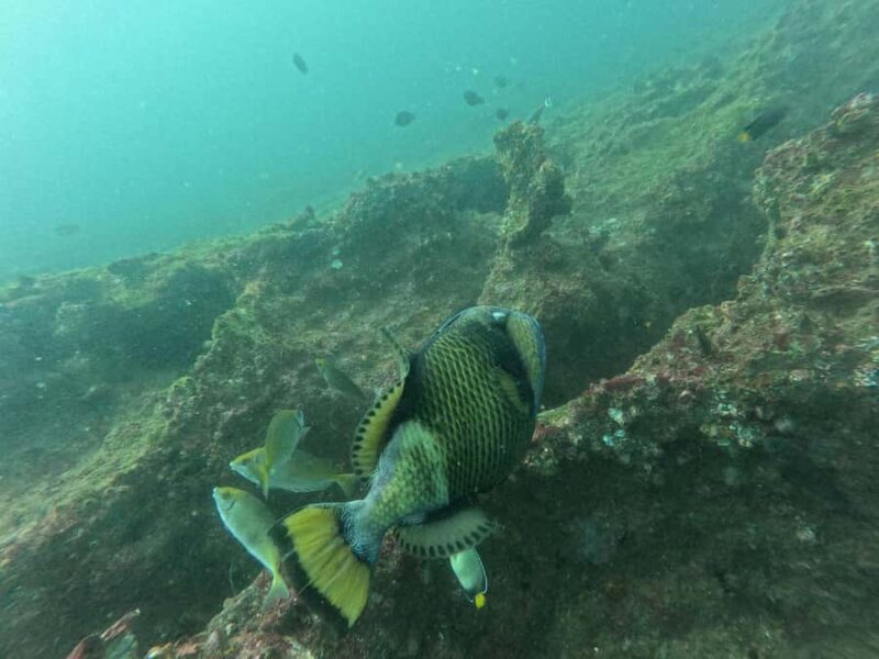 Mirissa: Scuba Diving Experience & Refreshments for Beginner - Who Is This Tour Perfect For?