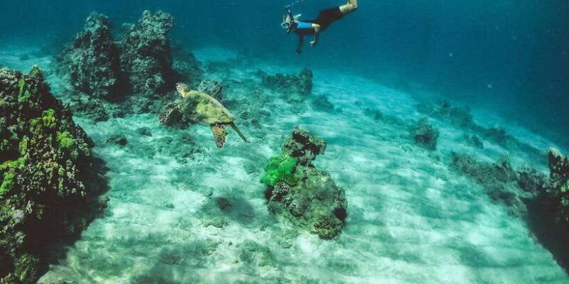 mirissa-snorkeling-experience-with-turtles