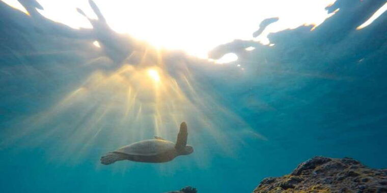 mirissa-snorkeling-experience-with-turtles