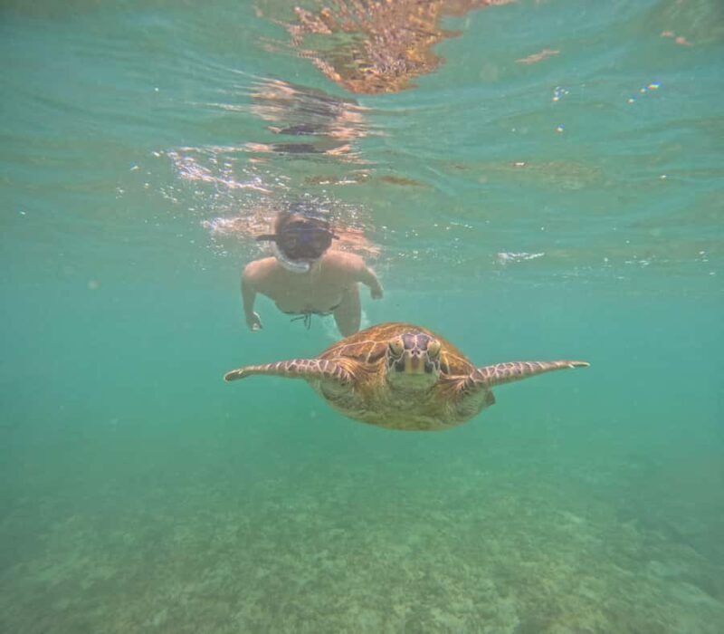 Mirissa Snorkeling Tour with Turtle Adventure and Free Video - Who Will Love This Tour?