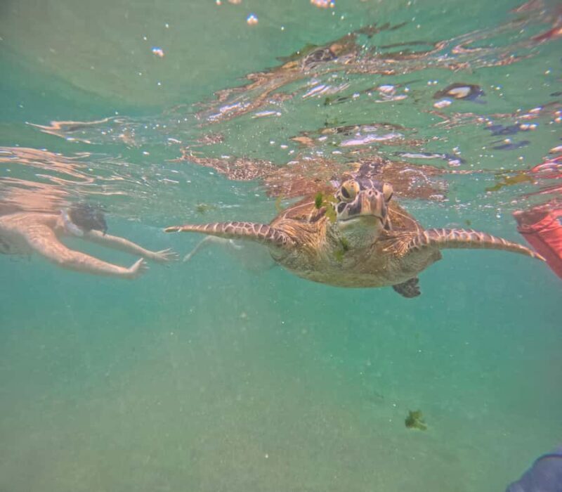 Mirissa Snorkeling Tour with Turtle Adventure and Free Video - FAQ