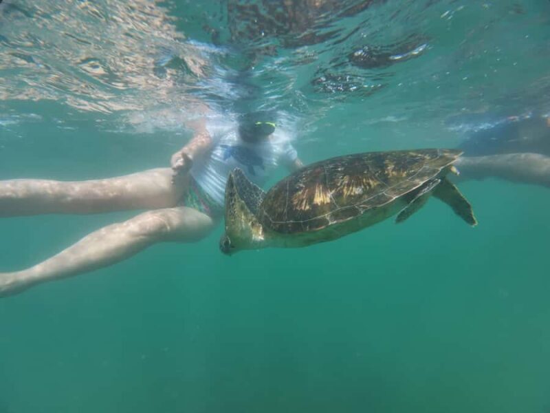 Mirissa Snorkeling Trip with Sea Turtles & Coral Reef - Key Points