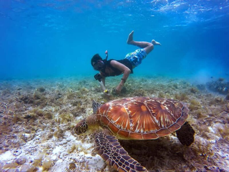Mirissa Snorkeling Trip with Sea Turtles & Coral Reef - Why the Experience Resonates with Travelers