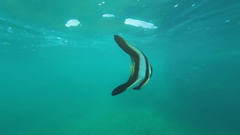 Mirissa Snorkeling Trip with Sea Turtles & Coral Reef - Who Should Book This Tour?