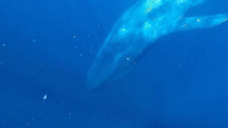 Mirissa: Snorkelling with Whales and Marine Life - An Introduction to the Snorkelling with Whales Experience