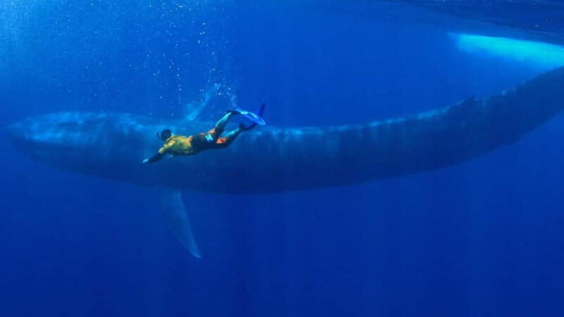 Mirissa: Snorkelling with Whales and Marine Life - Marine Encounters and Wildlife