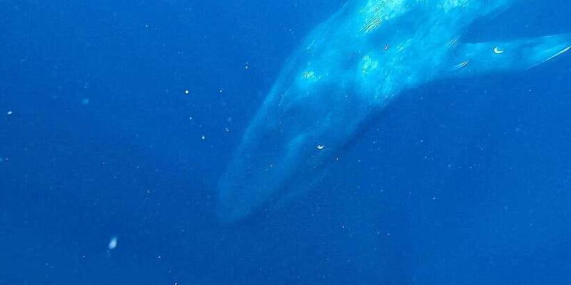 Mirissa: Snorkelling with Whales and Marine Life - What’s Included and What to Bring