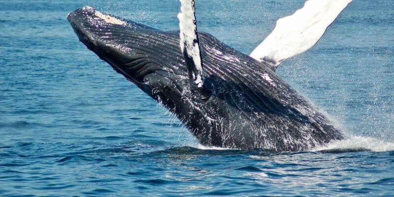 Mirissa: Snorkelling with Whales and Marine Life - Final Thoughts