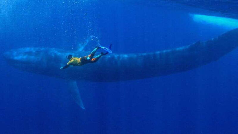 mirissa-snorkelling-with-whales-and-marine-life