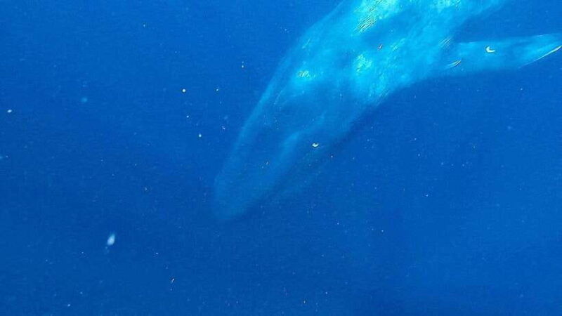 mirissa-snorkelling-with-whales-and-marine-life