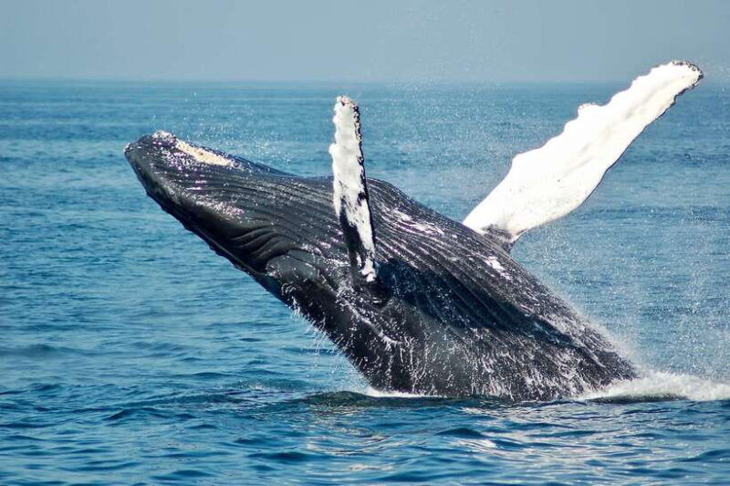 mirissa-snorkelling-with-whales-and-marine-life