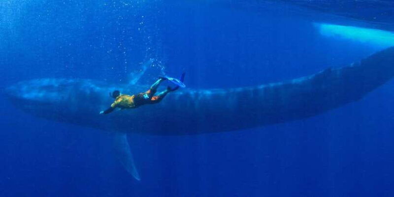 mirissa-snorkelling-with-whales-and-marine-life