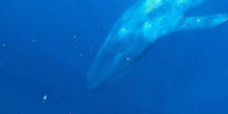 mirissa-snorkelling-with-whales-and-marine-life