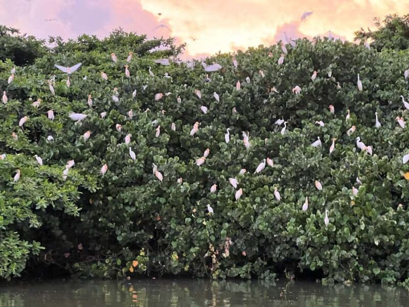 Mirissa to Matara Crocodile Watching Nilwala Boat Tours - Key Points