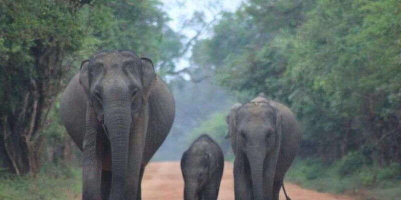mirissa-udawalawe-yala-safaris-lunch-drop-off-ella