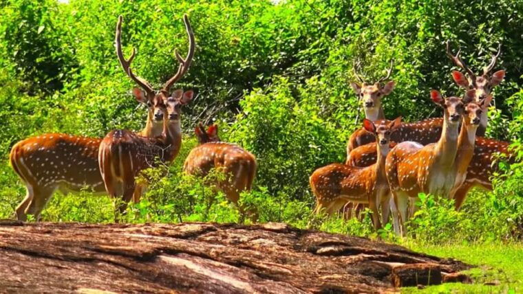 mirissa-udawalawe-yala-safaris-lunch-drop-off-ella