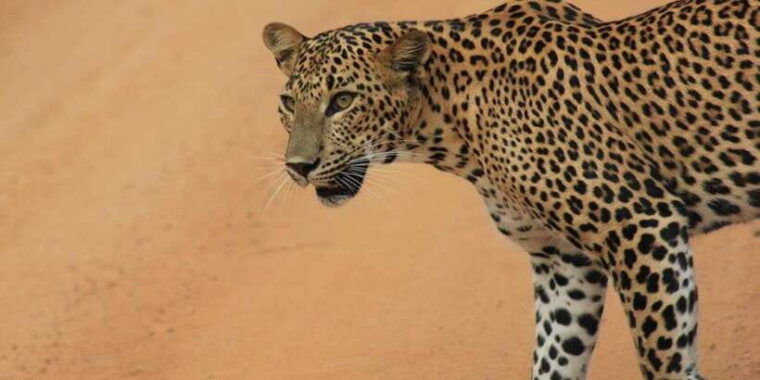 mirissa-udawalawe-yala-safaris-lunch-drop-off-ella