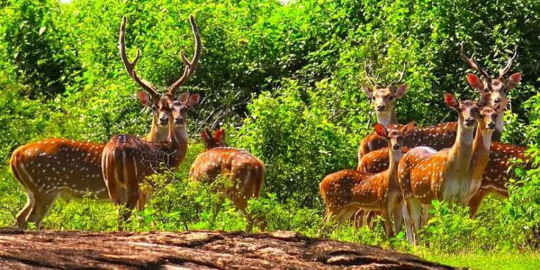 mirissa-udawalawe-yala-safaris-lunch-drop-off-ella