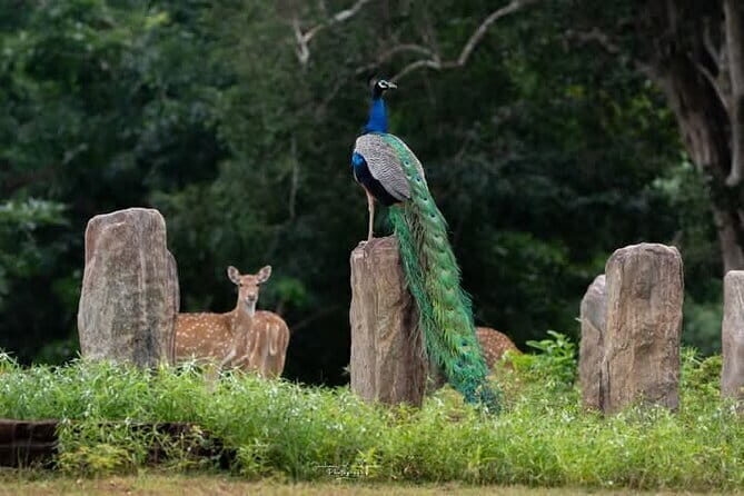 Mirissa, Weligama, Ahangama Transfer to Ella and Udawalawa Safari - Key Points