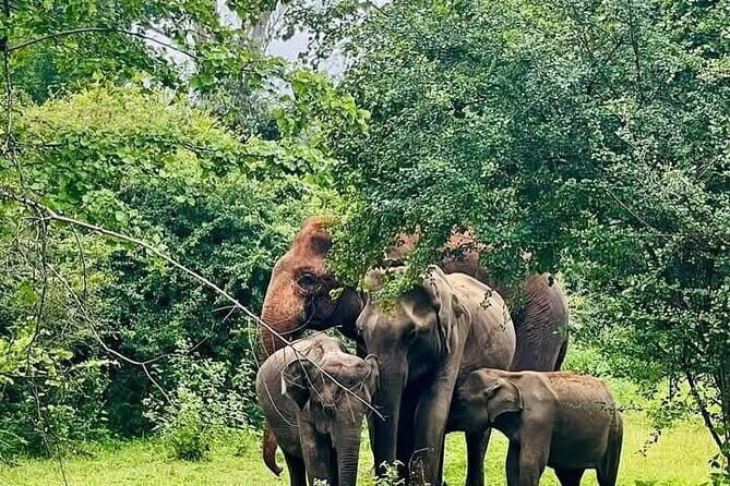 Mirissa, Weligama, Ahangama Transfer to Ella and Udawalawa Safari - The Safari at Udawalawe National Park in Detail