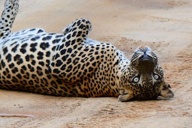 Mirissa, Weligama, Ahangama Transfer to Ella and Udawalawa Safari - The Drive to Ella: Scenic and Comfortable