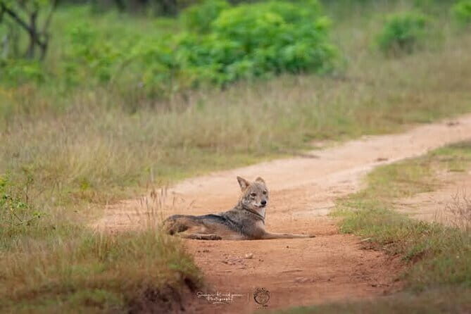 Mirissa, Weligama, Ahangama Transfer to Ella and Udawalawa Safari - Who Should Consider This Tour?