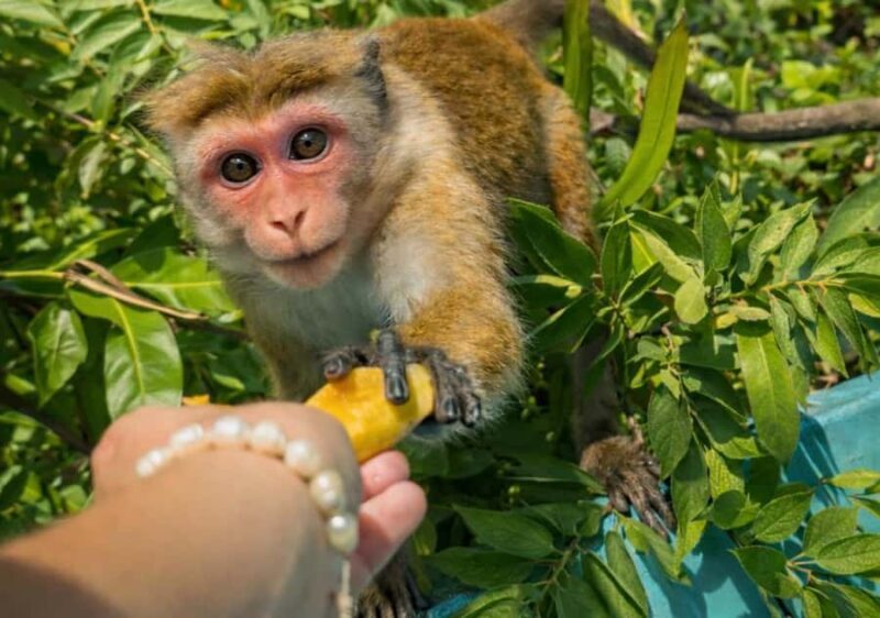 Mirissa/Weligama/Matara: Crocodile Watching & River Safari - Key Points