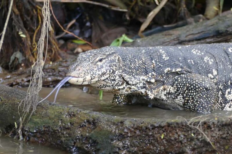 Mirissa/Weligama/Matara: Crocodile Watching & River Safari - FAQ