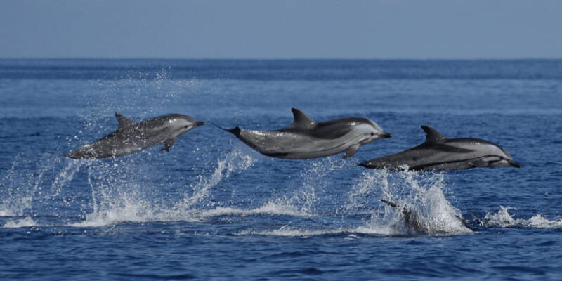 mirissa-whale-dolphin-sightseeing-cruise
