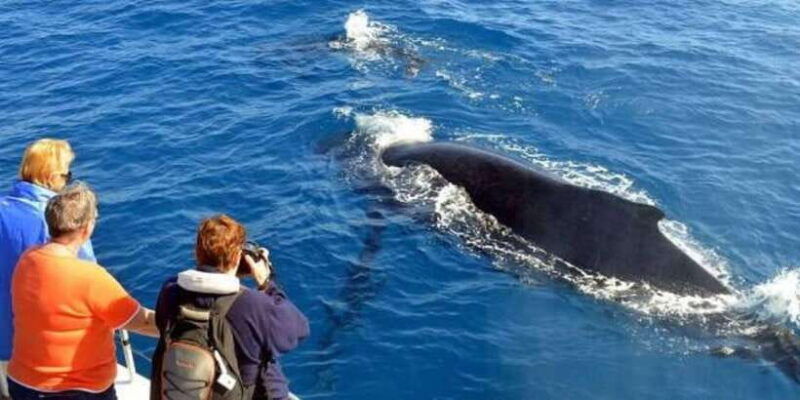 mirissa-whale-dolphin-sightseeing-cruise
