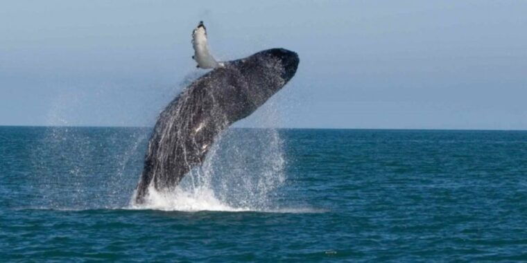 mirissa-whale-dolphin-sightseeing-cruise