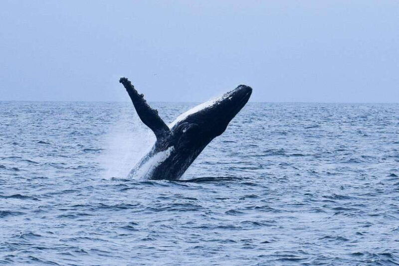 mirissa-whale-dolphin-watching-boat-tour-with-breakfast