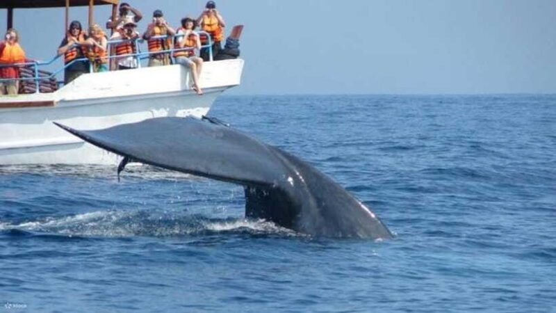 mirissa-whale-dolphin-watching-boat-tour-with-breakfast