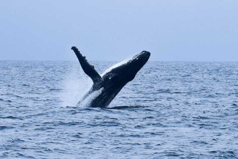 mirissa-whale-dolphin-watching-boat-tour-with-breakfast