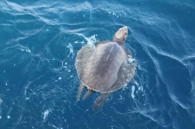 Mirissa: Whale & Dolphin Watching Cruise with Geeths Crew - An In-Depth Look at the Mirissa Whale & Dolphin Cruise