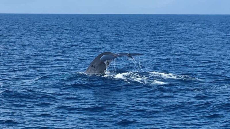 Mirissa: Whale & Dolphin Watching Cruise with Geeths Crew - FAQ