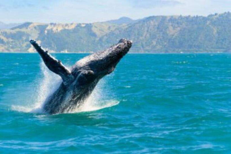 mirissa-whale-watching-cruise