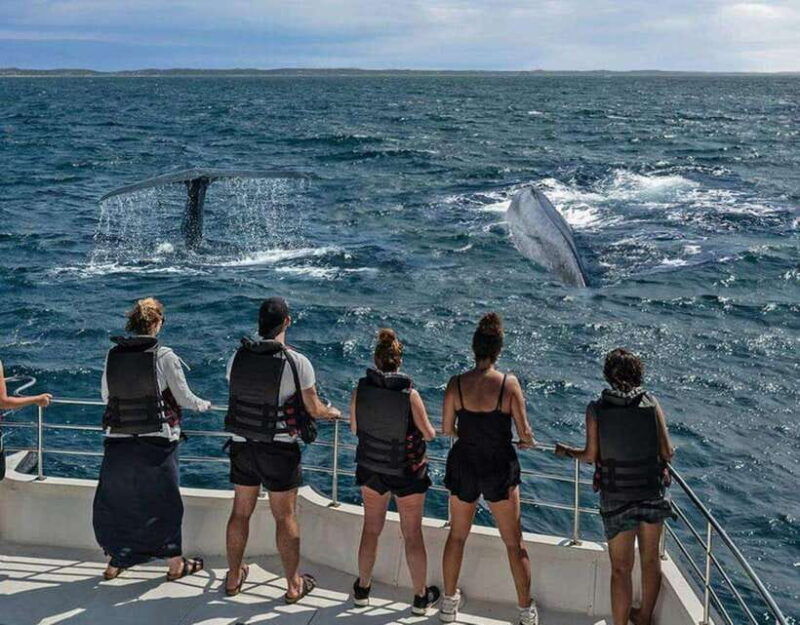 mirissa-whale-watching-cruise